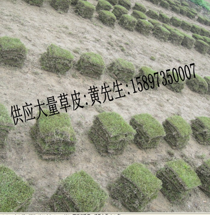 湖南马尼拉草皮=马尼拉草皮价格=郴州马尼拉草坪 
