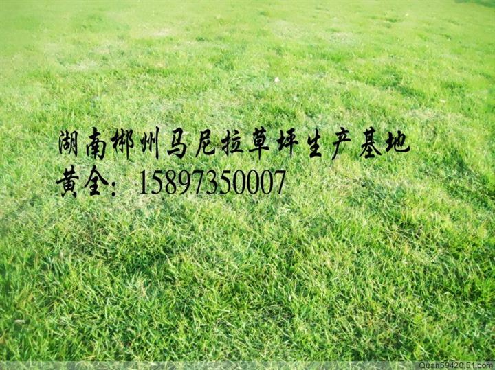 湖南草坪价格（湖南草皮）求购郴州草皮（郴州草坪）马尼拉草皮 
