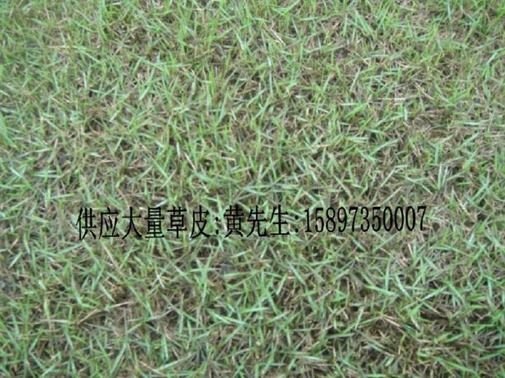 马尼拉草皮厂家--郴州马尼拉草皮价格-马尼拉草皮图-马尼拉草皮基地 