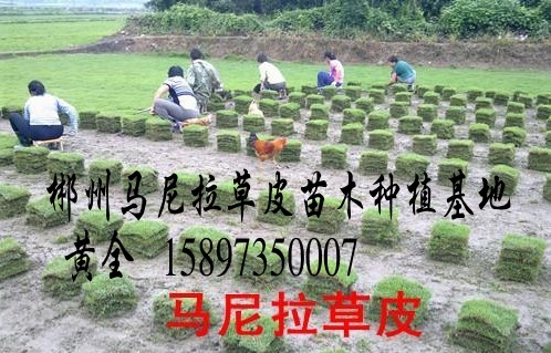 广东马尼拉草皮（广东马尼拉草皮图 广东马尼拉草皮价格） 
