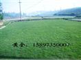 福建马尼拉草坪价格（福建马尼拉草皮图）供应福建泉州马尼拉草坪 