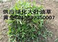 供应广东绿化大叶油草（大叶油草价格）草坪草皮 