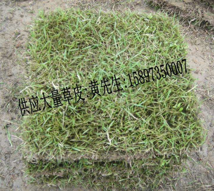 马尼拉草皮2.3/平米一捆 