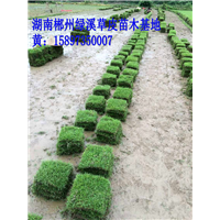 夏季特价马尼拉草坪 
