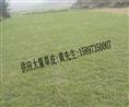 新品湖南草皮供应=湖南郴州草皮价格=湖南郴州草皮厂家 