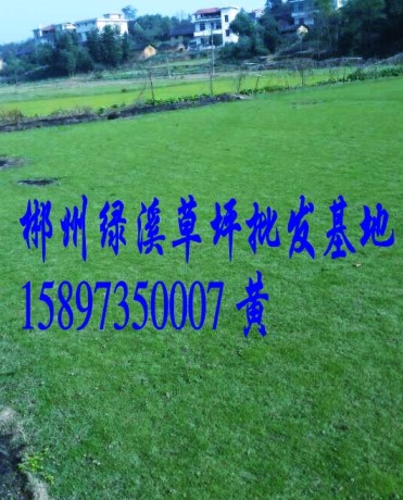 优质马尼拉草皮批发 