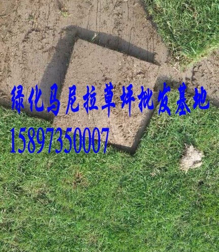 重庆玉龙草【玉龙草价格】 