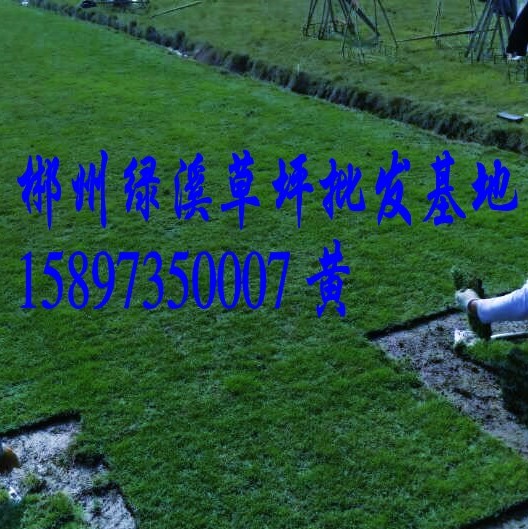 广西草皮=2015年广西草皮价格 