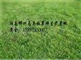 供应湖南草坪，郴州草坪，湖南郴州草坪， 