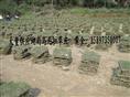 马尼拉草坪(马尼拉草坪价格)马尼拉草坪图 