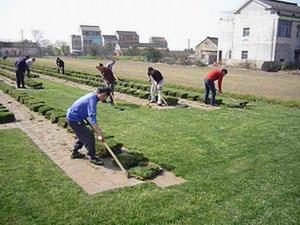 精品马尼拉草坪就找！湖南马尼拉草坪╲↗满意↖供应马尼拉草坪╲郴州马尼拉草坪 