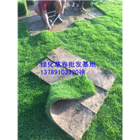 湖南郴州草卷草皮价格 