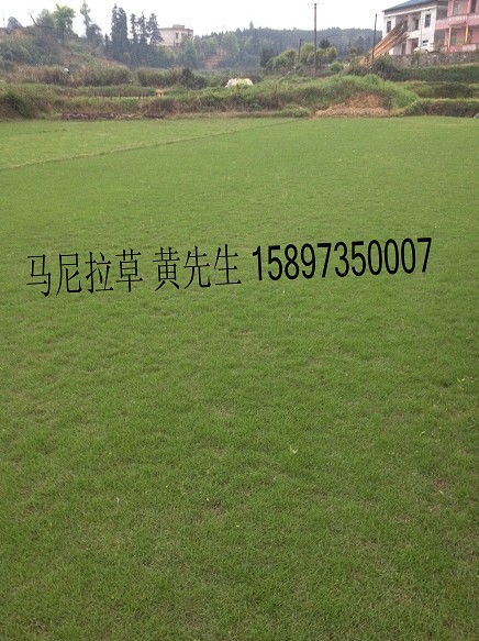 江西草坪﹟江西马尼拉草坪— 