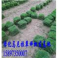 邵阳草皮【湖南邵阳草皮价格】 