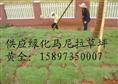 湖南草坪（湖南草坪价格）湖南草皮供应--湖南马尼拉草坪 