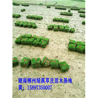 凯里草皮 马尼拉草皮价格 