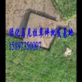 重庆玉龙草【玉龙草价格】 