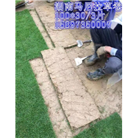 2019年【马尼拉草皮】价格 