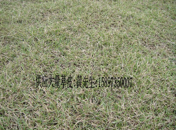 广东马尼拉草坪(广州马尼拉草坪)深圳马尼拉草皮 