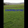 新马尼拉草坪价格及行情 