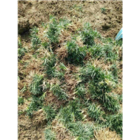 农户自产玉龙草 