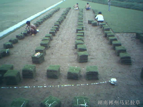 精品马尼拉草皮就找！湖南草皮╲↗满意↖供应马尼拉草皮╲郴州草皮 