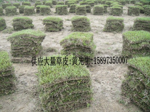 ↘江西马尼拉草坪↔江西草坪价格☎ 
