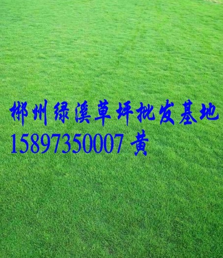 优质江西草皮~江西绿化草皮~江西草皮直销 