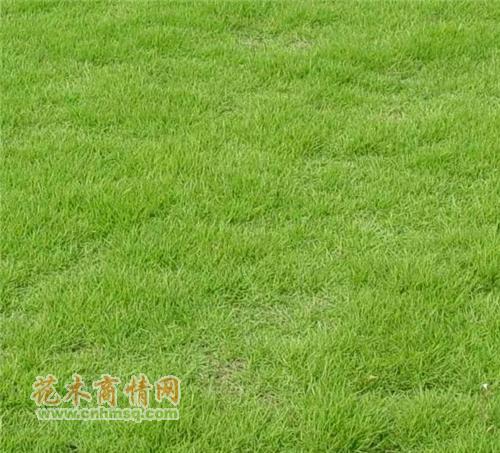 百度知道：湖南草皮价格|郴州草皮价格|供应湖南草皮|：15897350007 