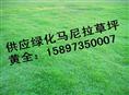 **马尼拉草皮【马尼拉草坪】 