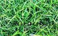 供应结缕草 沟叶结缕草 中华结缕草 日本结缕草 细叶结缕草坪 