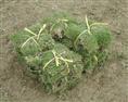 **马尼拉草（马尼拉草价格）低价马尼拉草 
