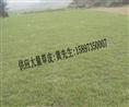长沙马尼拉草皮厂家=马尼拉草皮基地=马尼拉草皮价格 