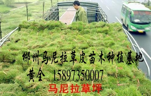 郴州供应江西马尼拉草坪 