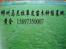 **（马尼拉草皮） 