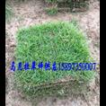 湖北马尼拉草皮现在价格 