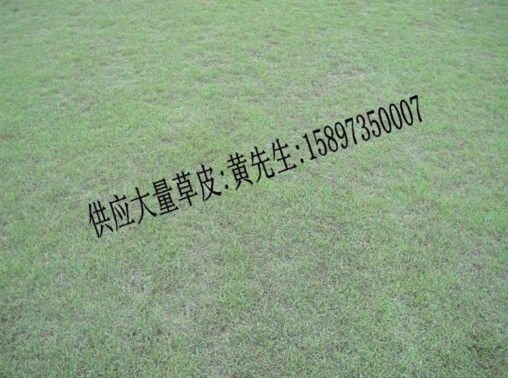 马尼拉草皮价格+郴州马尼拉草皮+马尼拉草皮行情 