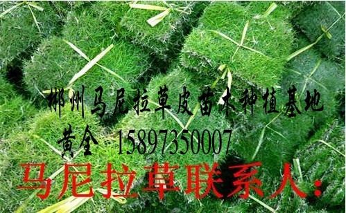 信阳草坪价格=供应信阳草皮 