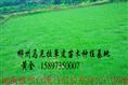 批发福建草皮（福建绿化草皮）=福建草坪价格（供应福建草坪） 