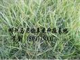 (草坪)--草坪价格=绿化草坪=湖南草坪=草坪行情 