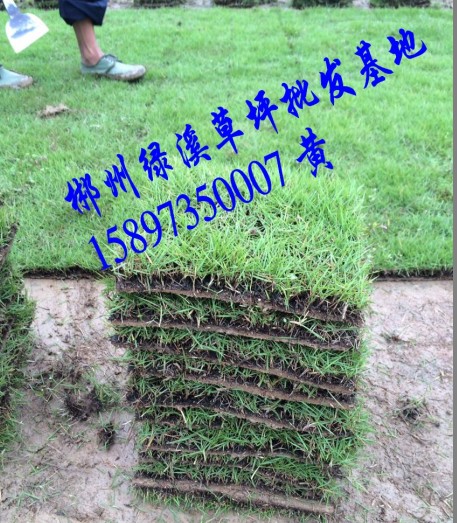【湖北草皮】湖北马尼拉草皮价格 