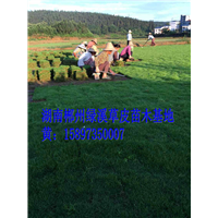 湖北咸宁马尼拉草皮  绿化草皮价格 