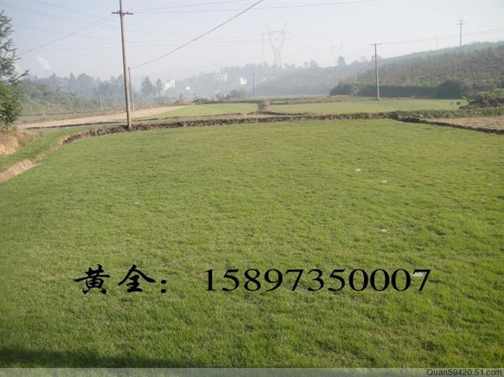 马尼拉草坪供应（马尼拉草皮求购） 