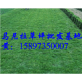 马尼拉草皮 
