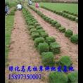 湖南玉龙草【玉龙草价格】玉龙草 