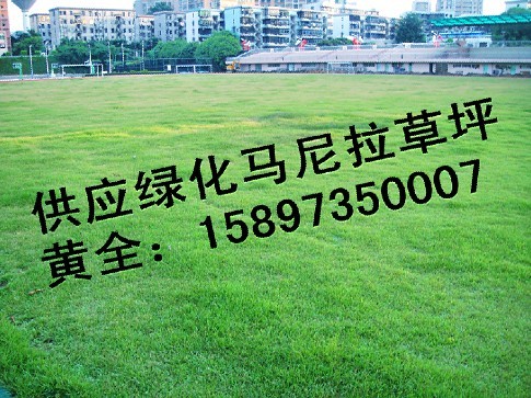 马尼拉草坪-——价格（湖南马尼拉草坪） 