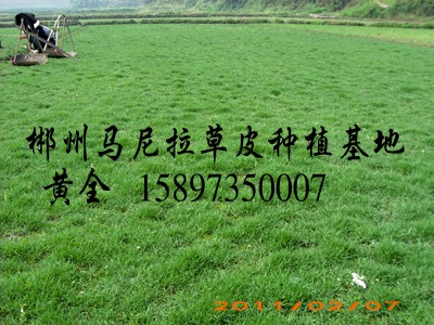 马尼拉草皮价格（绿化）马尼拉草坪 