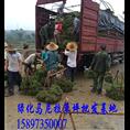 福建玉龙草【福建玉龙草价格】 