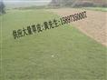 湖南草皮厂家=湖南草坪价格=湖南草皮采购网 