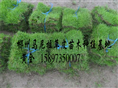 马尼拉草坪价格（马尼拉草皮）马尼拉草 